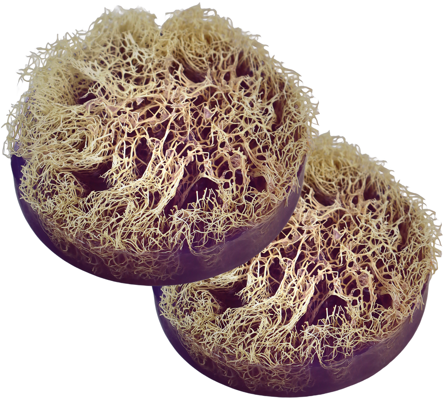 ANY 2 ROUND LOOFAH SOAP OFFER